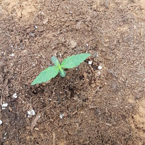Orion F1 growlog timeline photo
