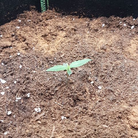 Orion F1 growlog timeline photo
