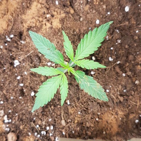 Northern Lights Automatic growlog timeline photo