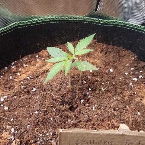 Northern Lights Automatic growlog timeline photo