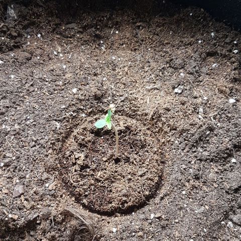 Purplematic CBD growlog timeline photo