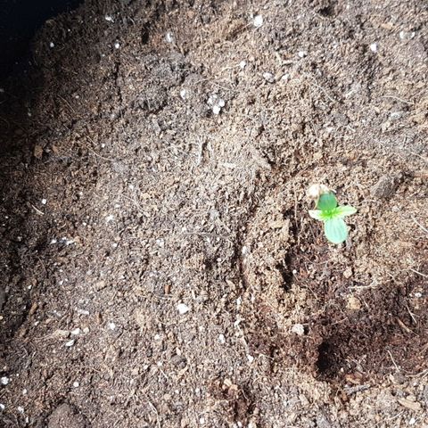 Purplematic CBD growlog timeline photo