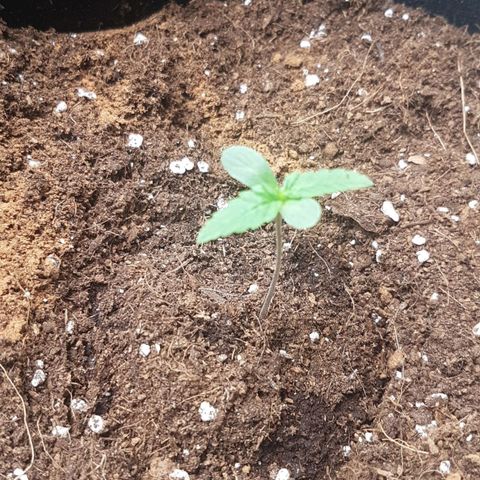 Solomatic CBD growlog timeline photo