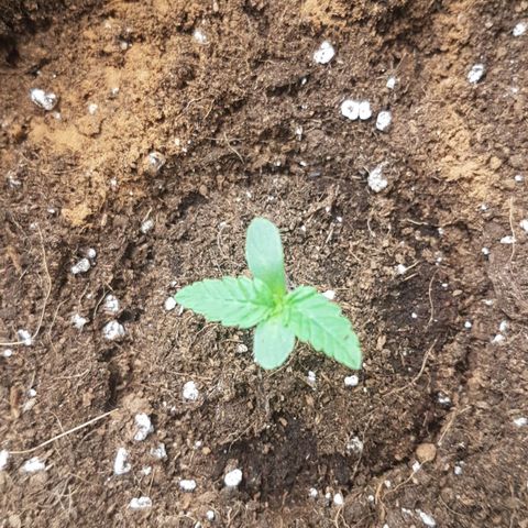 Solomatic CBD growlog timeline photo