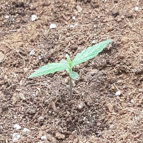 Orion F1 growlog timeline photo