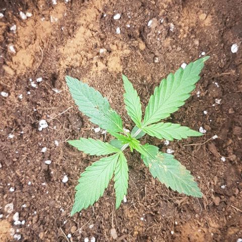 Northern Lights Automatic growlog timeline photo