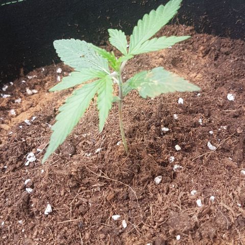 Northern Lights Automatic growlog timeline photo