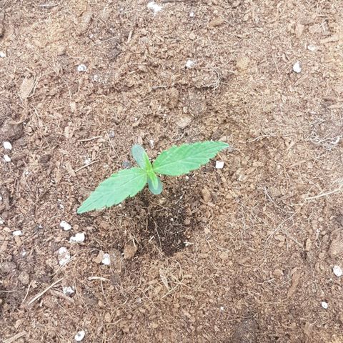 Orion F1 growlog timeline photo