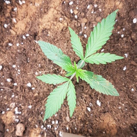 Northern Lights Automatic growlog timeline photo