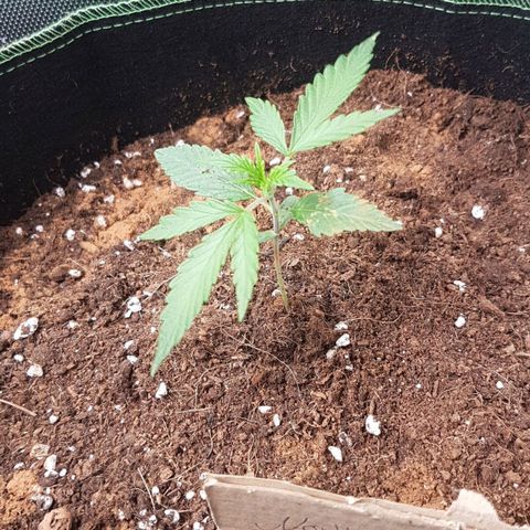 Northern Lights Automatic growlog timeline photo