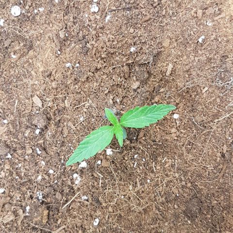 Orion F1 growlog timeline photo