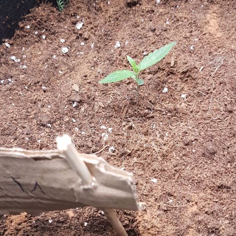 Orion F1 growlog timeline photo