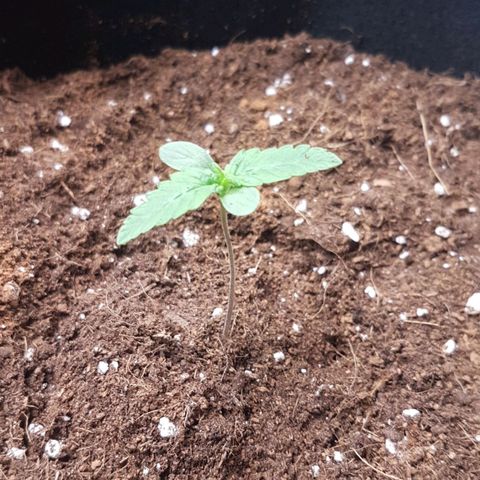 Solomatic CBD growlog timeline photo