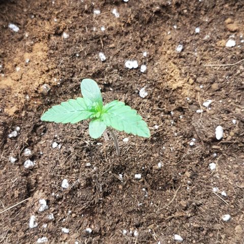 Solomatic CBD growlog timeline photo