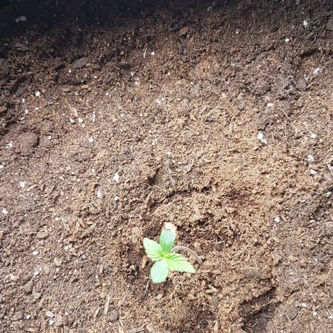 Purplematic CBD growlog timeline photo