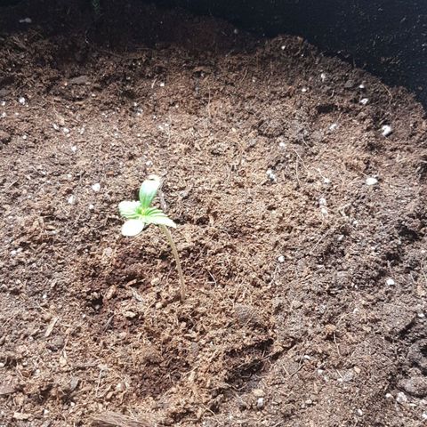 Purplematic CBD growlog timeline photo