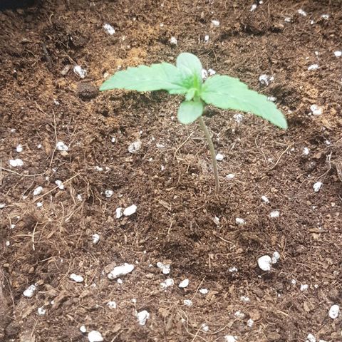 Solomatic CBD growlog timeline photo