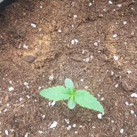Solomatic CBD growlog timeline photo