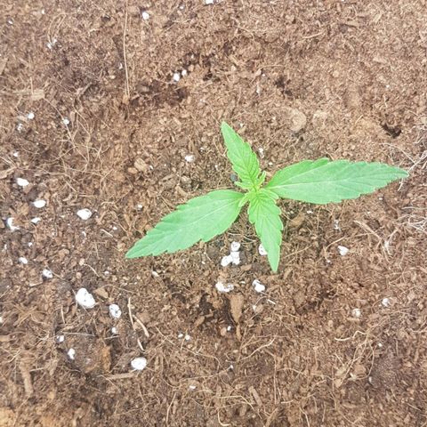 Orion F1 growlog timeline photo
