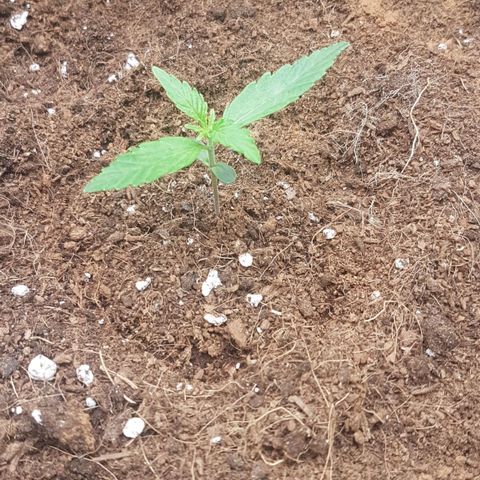 Orion F1 growlog timeline photo