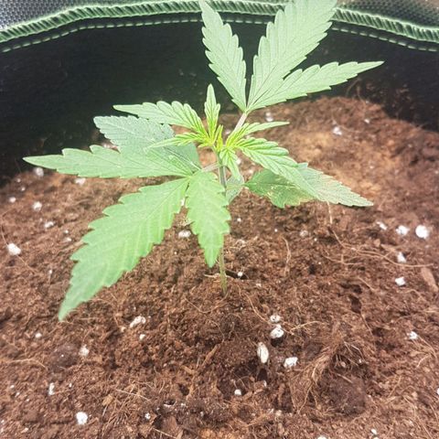 Northern Lights Automatic growlog timeline photo