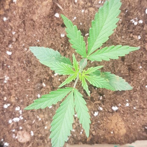 Northern Lights Automatic growlog timeline photo
