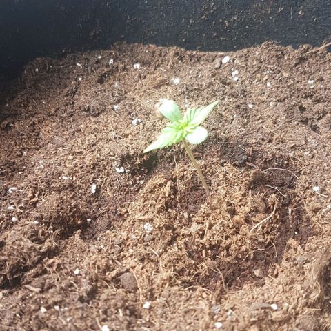 Purplematic CBD growlog timeline photo