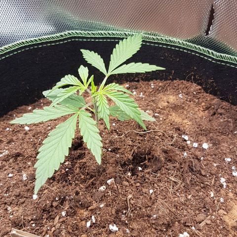 Northern Lights Automatic growlog timeline photo