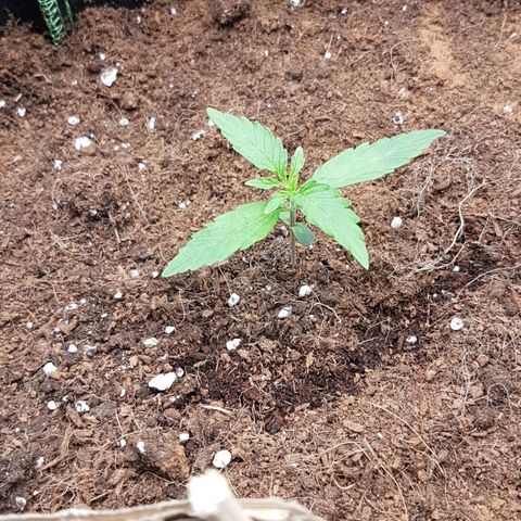 Orion F1 growlog timeline photo