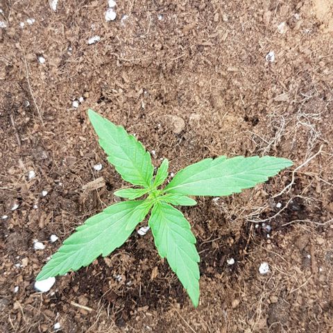 Orion F1 growlog timeline photo