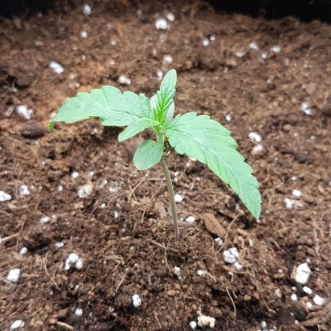 Solomatic CBD growlog timeline photo