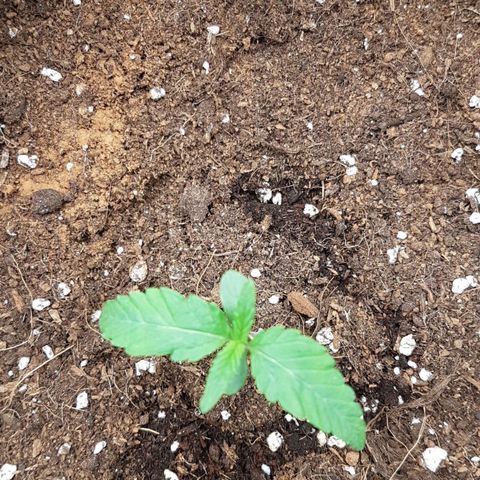 Solomatic CBD growlog timeline photo