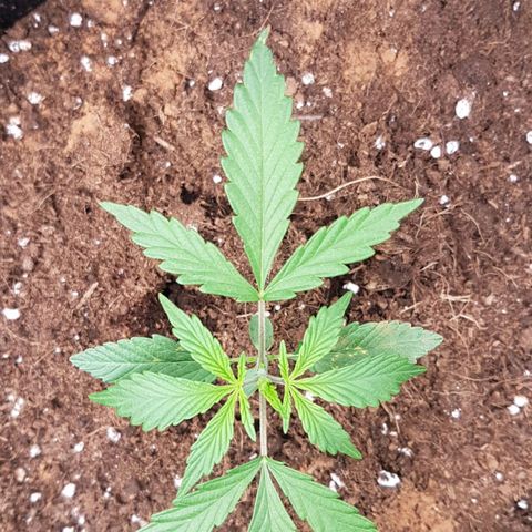 Northern Lights Automatic growlog timeline photo