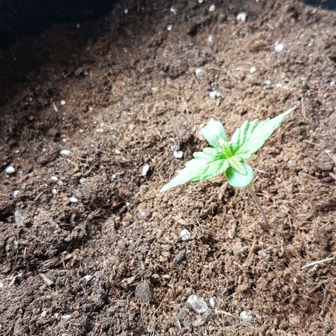 Purplematic CBD growlog timeline photo