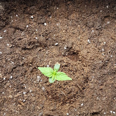 Purplematic CBD growlog timeline photo