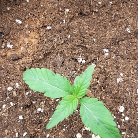 Solomatic CBD growlog timeline photo