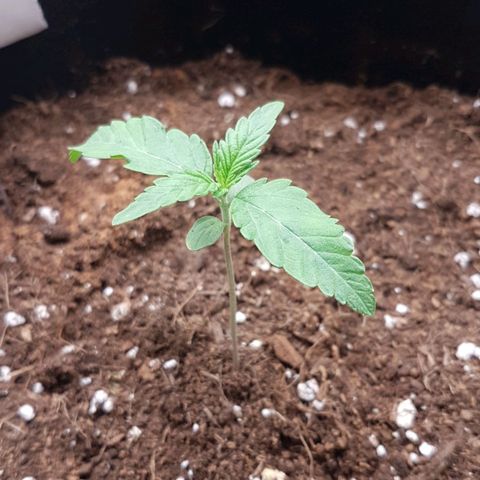 Solomatic CBD growlog timeline photo