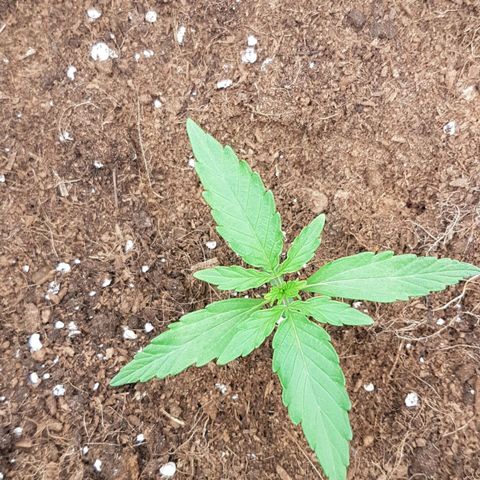 Orion F1 growlog timeline photo