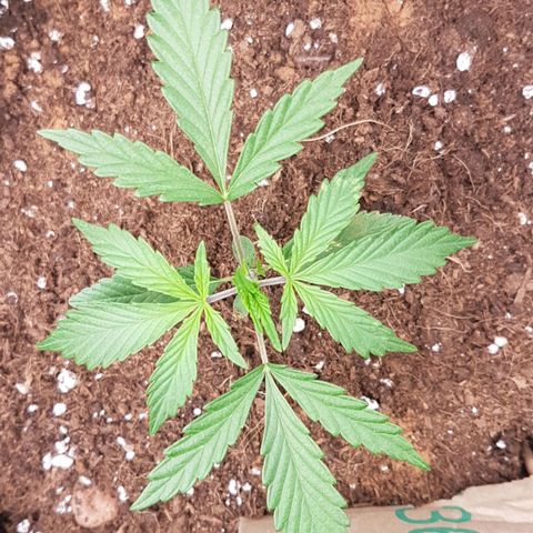 Northern Lights Automatic growlog timeline photo