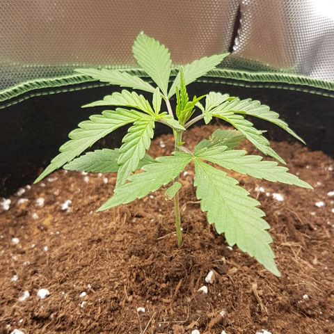 Northern Lights Automatic growlog timeline photo