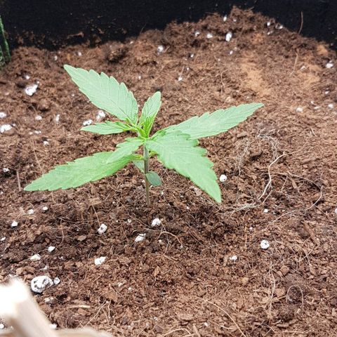 Orion F1 growlog timeline photo
