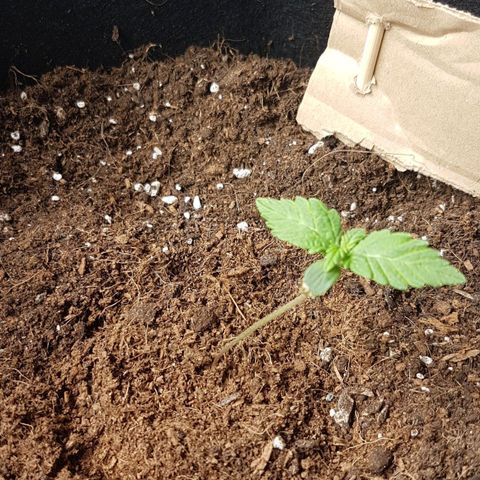 Purplematic CBD growlog timeline photo