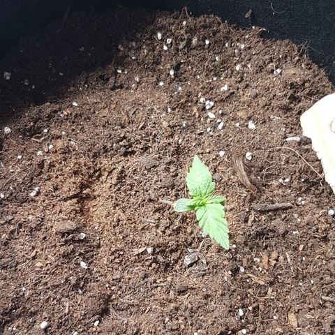 Purplematic CBD growlog timeline photo