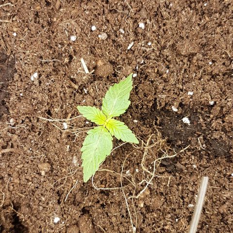 Purplematic CBD growlog timeline photo