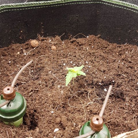 Purplematic CBD growlog timeline photo
