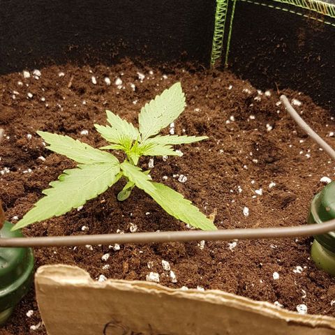 Orion F1 growlog timeline photo