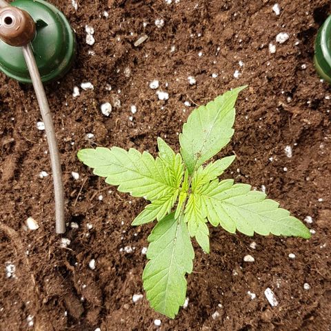 Solomatic CBD growlog timeline photo