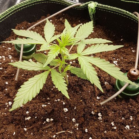 Northern Lights Automatic growlog timeline photo