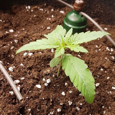 Solomatic CBD growlog timeline photo