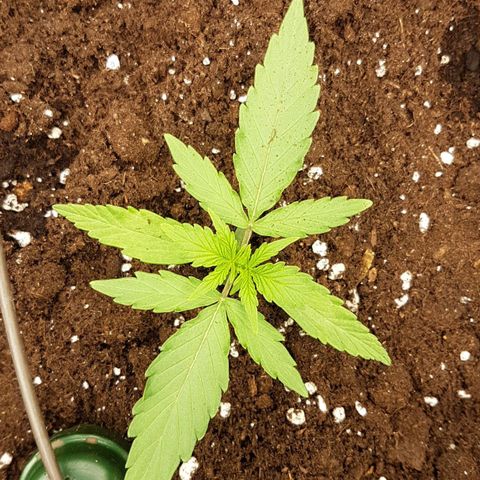 Orion F1 growlog timeline photo